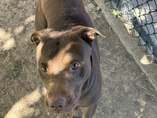 HARLEY, an adoptable Pit Bull Terrier in Tulsa, OK