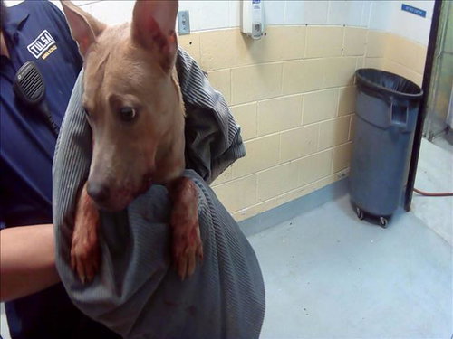 POND, an adoptable Pit Bull Terrier in Tulsa, OK