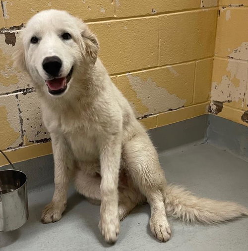 KELSO, an adoptable Great Pyrenees in Tulsa, OK