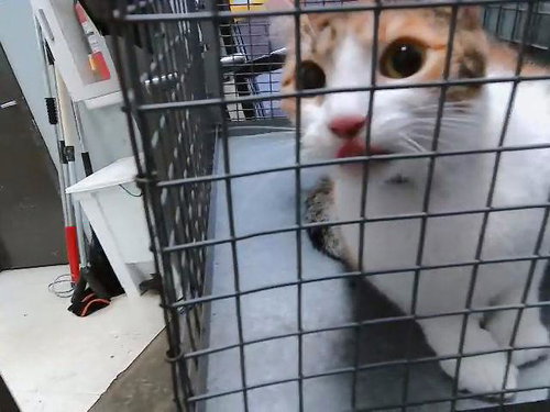 MAZIE, an adoptable Domestic Short Hair in Tulsa, OK