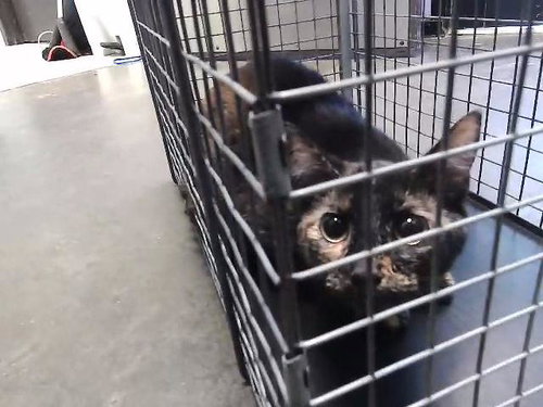 CAMRY, an adoptable Domestic Short Hair in Tulsa, OK