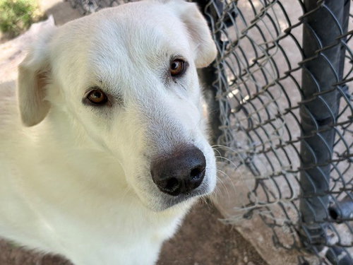 CLOVER, an adoptable Great Pyrenees in Tulsa, OK