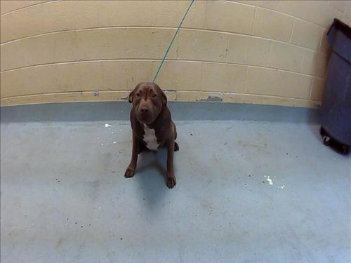 DUKE, an adoptable Pit Bull Terrier in Tulsa, OK