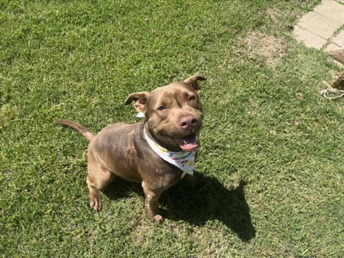 DUKE - Pit Bull Terrier available for adoption