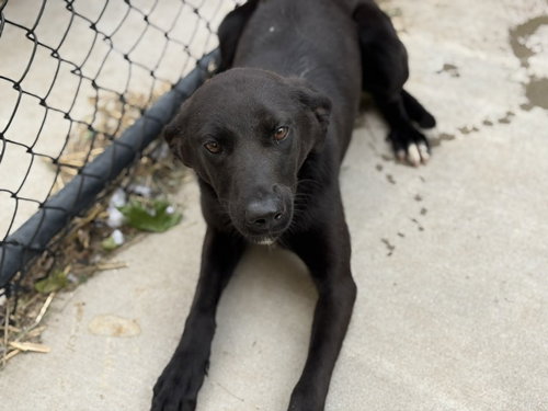 CHALLENGER, an adoptable German Shepherd Dog in Tulsa, OK