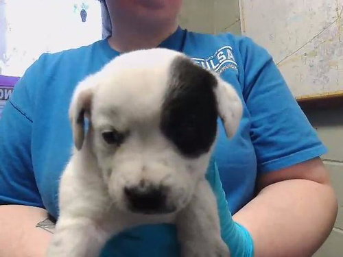 FISH, an adoptable German Shepherd Dog in Tulsa, OK