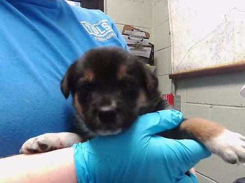 LOBSTER, an adoptable German Shepherd Dog in Tulsa, OK