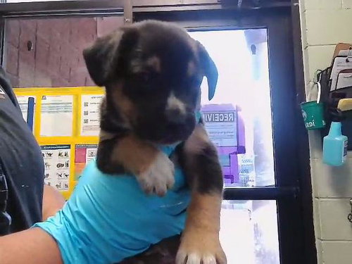 FIN, an adoptable German Shepherd Dog in Tulsa, OK