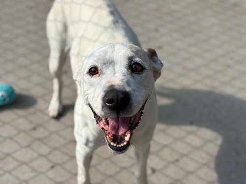PEARL, an adoptable Pit Bull Terrier in Tulsa, OK