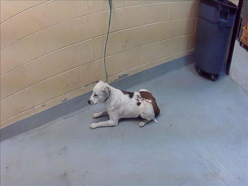 DOUG, an adoptable Australian Cattle Dog in Tulsa, OK