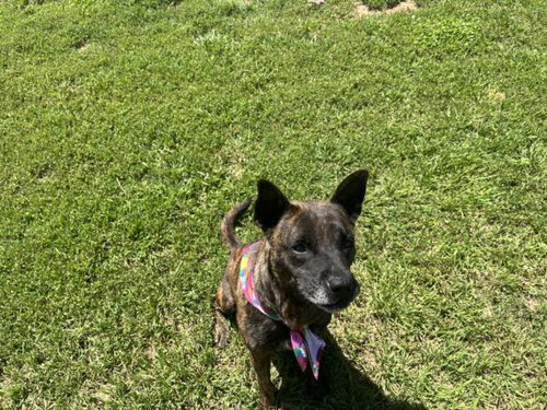 INDIE