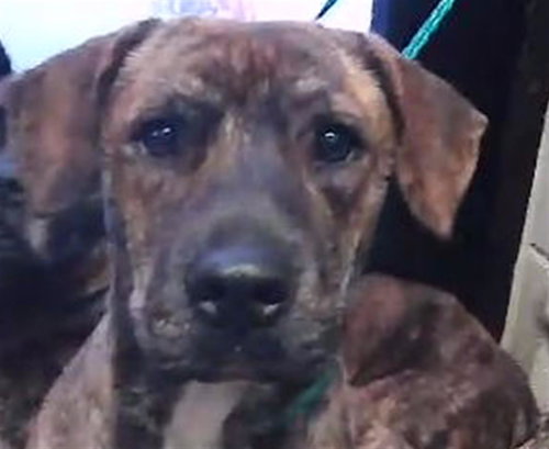 RILEY, an adoptable Pit Bull Terrier in Tulsa, OK