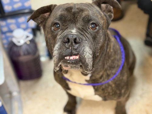 FUEGO, an adoptable Boxer in Tulsa, OK