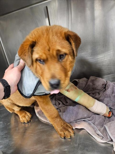 CHARLES CLIFFORD III, an adoptable Chow Chow in Tulsa, OK