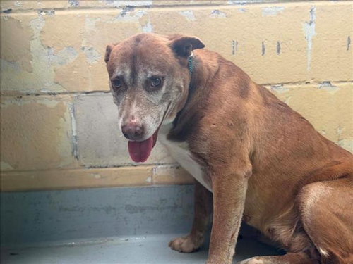 BIG RED, an adoptable Pit Bull Terrier in Tulsa, OK