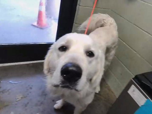 PETE, an adoptable Great Pyrenees in Tulsa, OK
