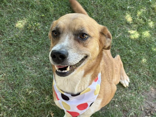 PENNY, an adoptable Collie in Tulsa, OK