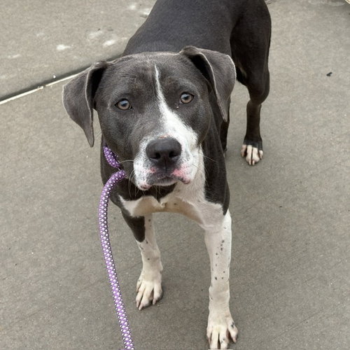 SPIN, an adoptable Pit Bull Terrier in Tulsa, OK