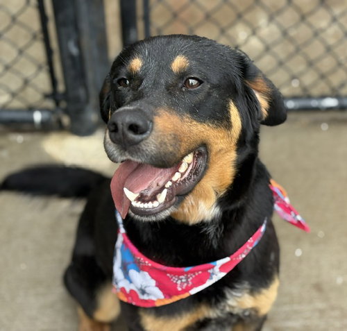 MOOD, an adoptable Rottweiler in Tulsa, OK
