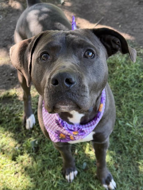 TAMMY, an adoptable American Bulldog in Tulsa, OK