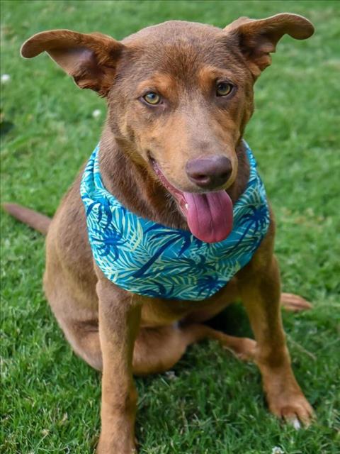 PALMER, an adoptable Doberman Pinscher in Tulsa, OK