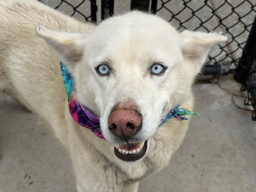 SPIRIT - Husky available for adoption