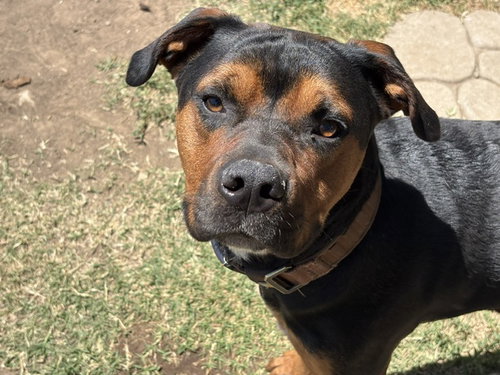 CASH, an adoptable Pit Bull Terrier in Tulsa, OK