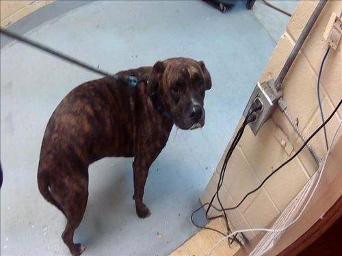 JACK, an adoptable Mastiff in Tulsa, OK