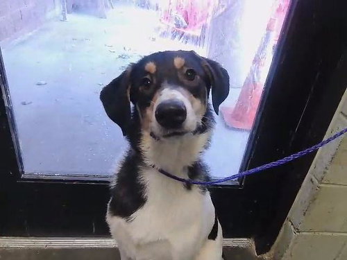 BAILEY, an adoptable Australian Shepherd in Tulsa, OK