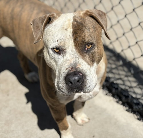 DIESEL, an adoptable Pit Bull Terrier in Tulsa, OK