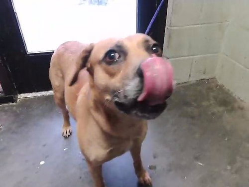 NOLA, an adoptable Pit Bull Terrier in Tulsa, OK