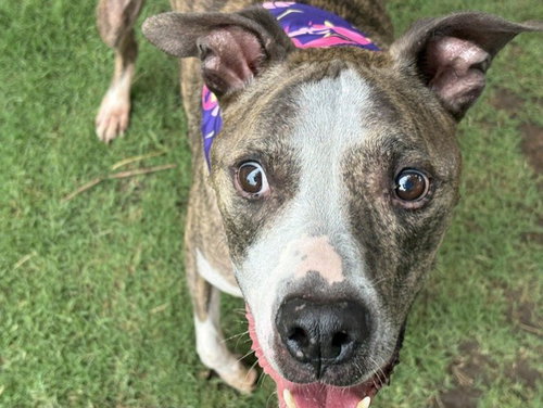 RUSTY, an adoptable Pit Bull Terrier in Tulsa, OK