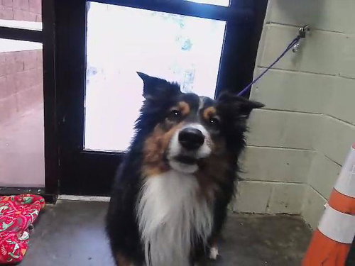 WINSTON, an adoptable Australian Shepherd in Tulsa, OK