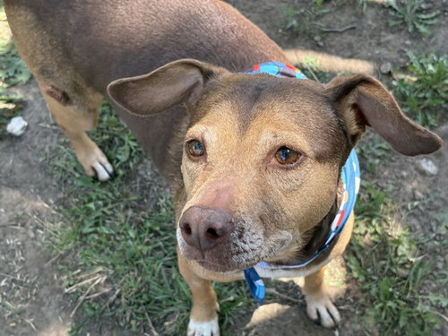 LOLA, an adoptable Pit Bull Terrier in Tulsa, OK