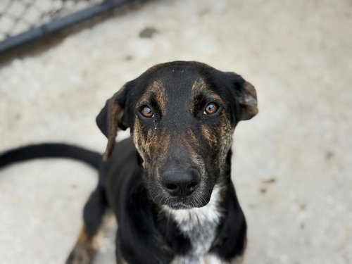 LEMON, an adoptable Black and Tan Coonhound in Tulsa, OK