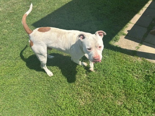 JERRY, an adoptable Pit Bull Terrier in Tulsa, OK