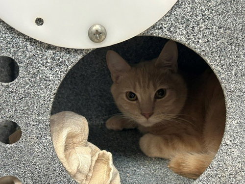 SEATTLE, an adoptable Domestic Short Hair in Tulsa, OK