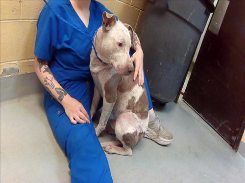 ANGEL NOELLE, an adoptable Pit Bull Terrier in Tulsa, OK