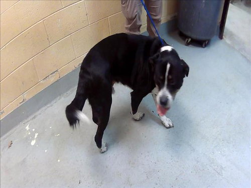 YANG, an adoptable Border Collie in Tulsa, OK
