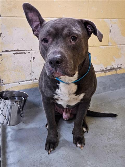 BLUE, an adoptable Pit Bull Terrier in Tulsa, OK