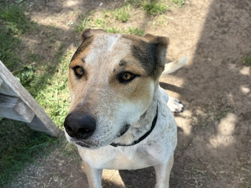 FARMBOI, an adoptable Australian Cattle Dog in Tulsa, OK
