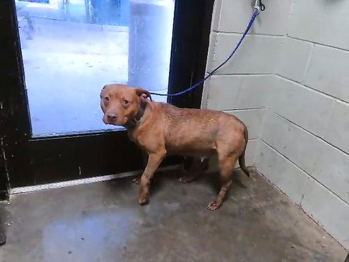 ANONYMOUS, an adoptable Pit Bull Terrier in Tulsa, OK