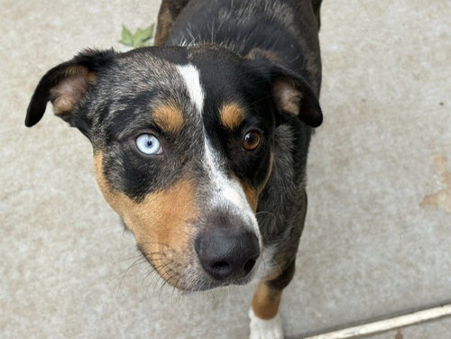 CHICO