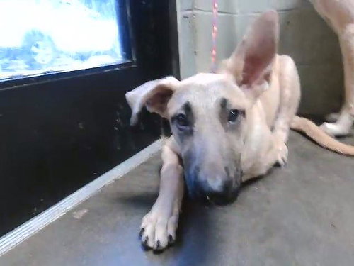 PUPPY, an adoptable German Shepherd Dog in Tulsa, OK