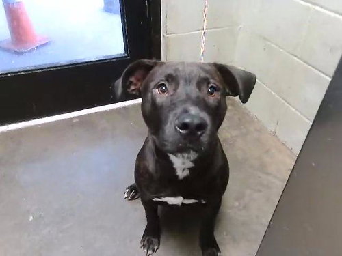 DIRT, an adoptable Pit Bull Terrier in Tulsa, OK