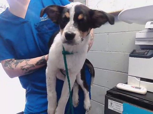MARISHA, an adoptable Collie in Tulsa, OK