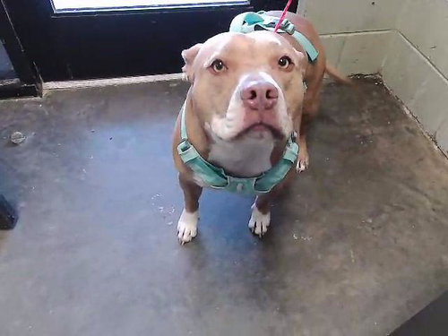 SUGAR, an adoptable American Bulldog in Tulsa, OK