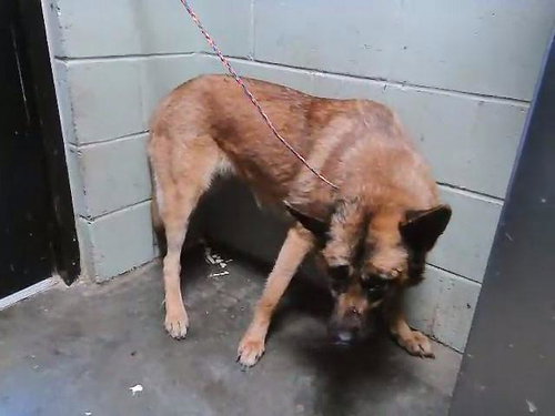 BLOSIUM, an adoptable German Shepherd Dog in Tulsa, OK