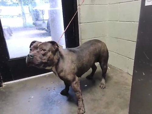 NIMI, an adoptable Pit Bull Terrier in Tulsa, OK