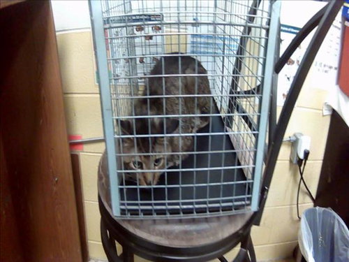 MANNY, an adoptable Domestic Short Hair in Tulsa, OK
